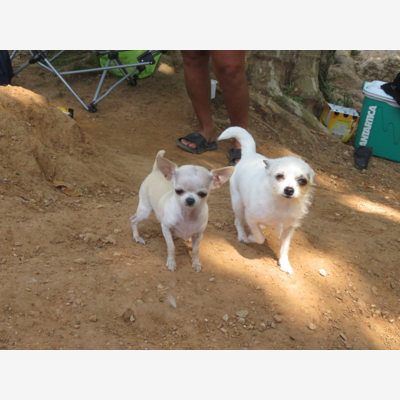 image_Nounou pour petits-chiens