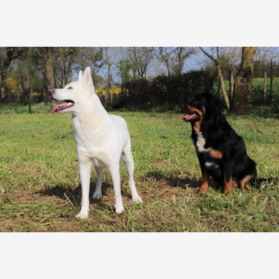 image_Gardes de chiens ou NAC & visites/travail équidés