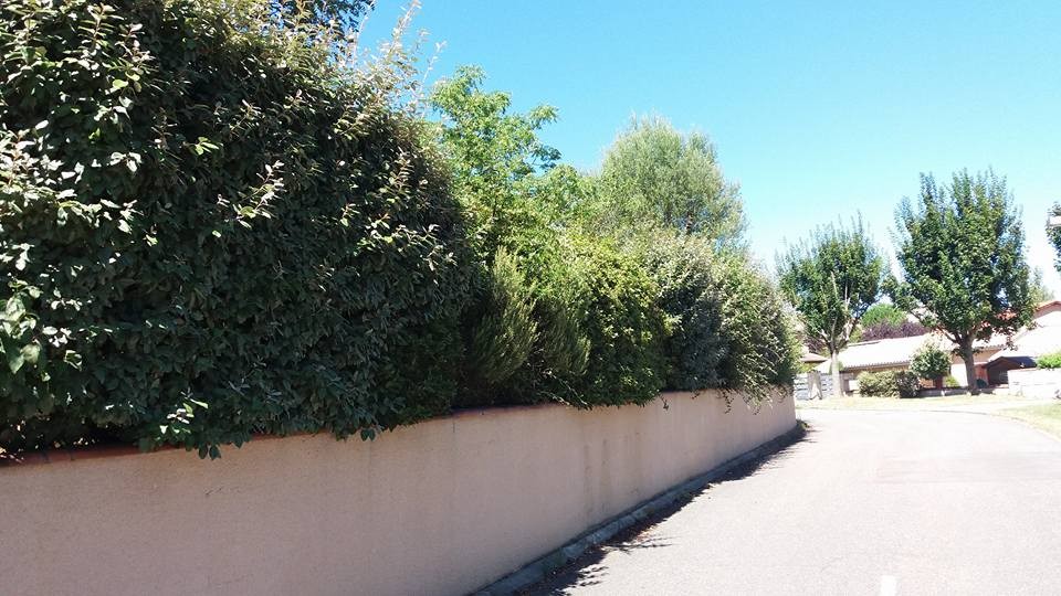 image_Jardinier