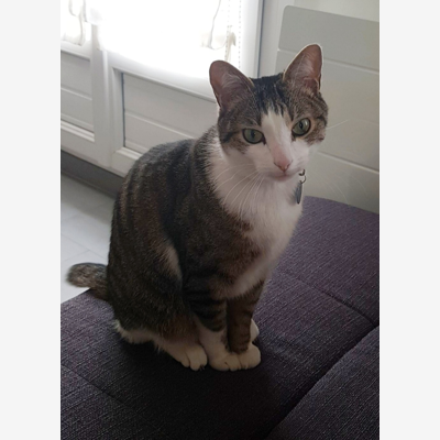 image_Je recherche une garde pour mon chat
