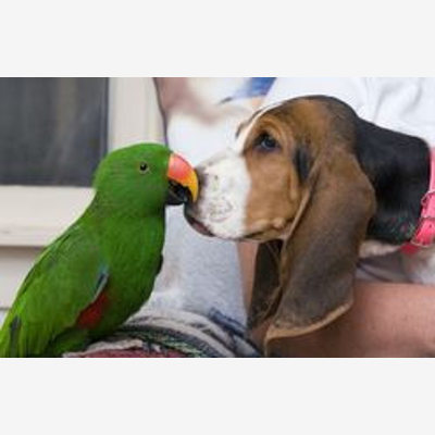 image_Garde d'animaux / Pension séjour
