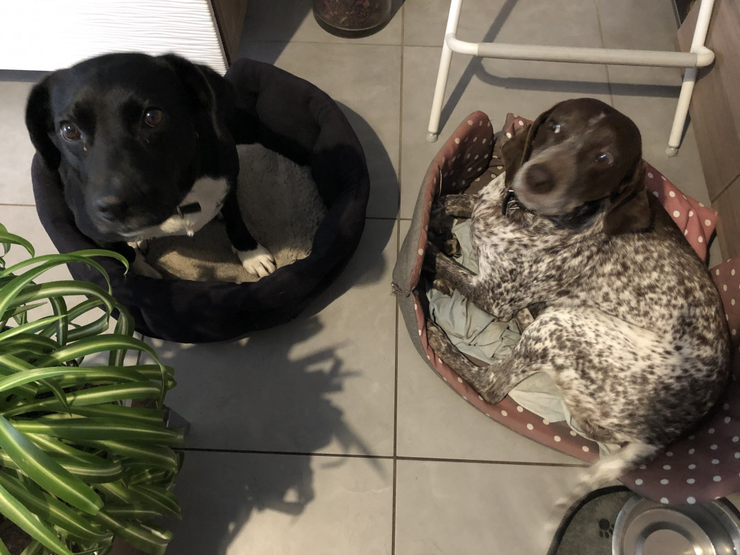 image_Famille d’accueil pour deux chiens