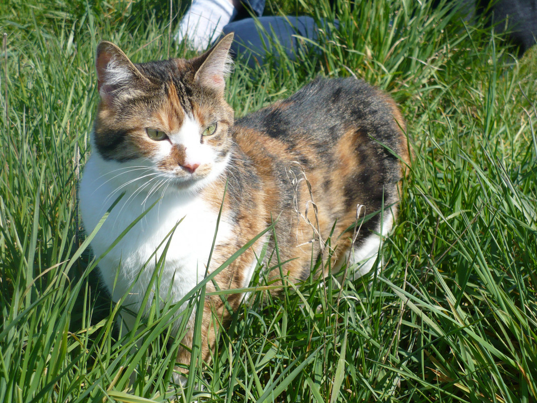 image_GARDE CHATS