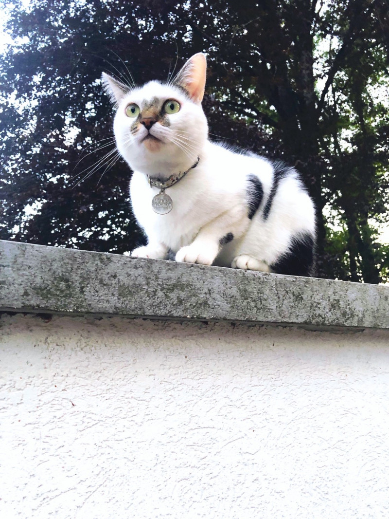 image_Visite de mon chat à domicile