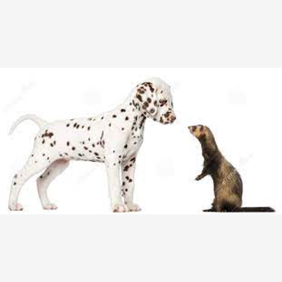 image_PET SITTER garde animaux chiens furets rongeurs