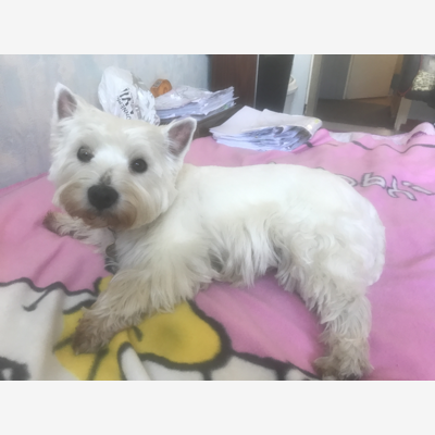 image_Recherche personne Pour garder ma chienne