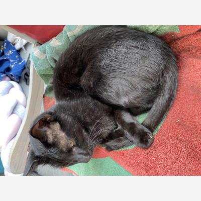 image_Cherche petsitter pour Visites 2x/jour