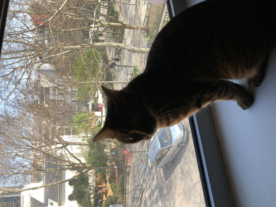 image_Garde de chats