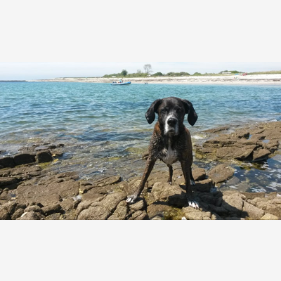 image_Chien chien cherche nounou