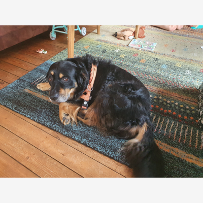 image_cherche garde chien week-end 14 juillet