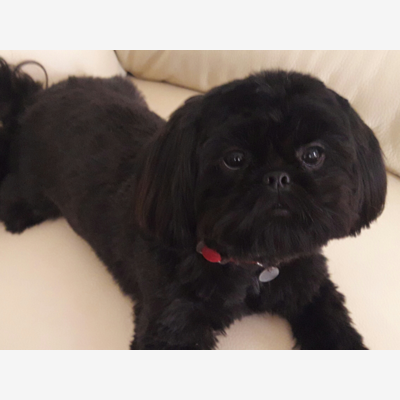 image_Août (date non fixée) shih tzu