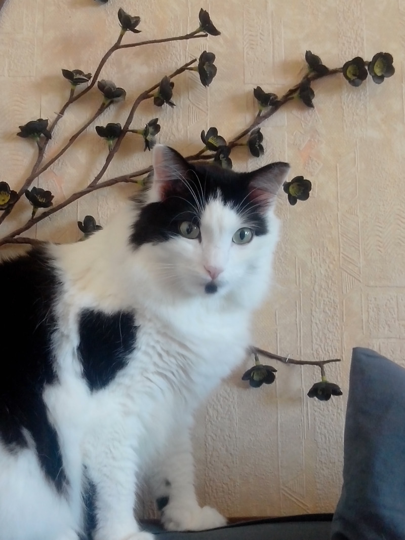 image_Garde d'animaux