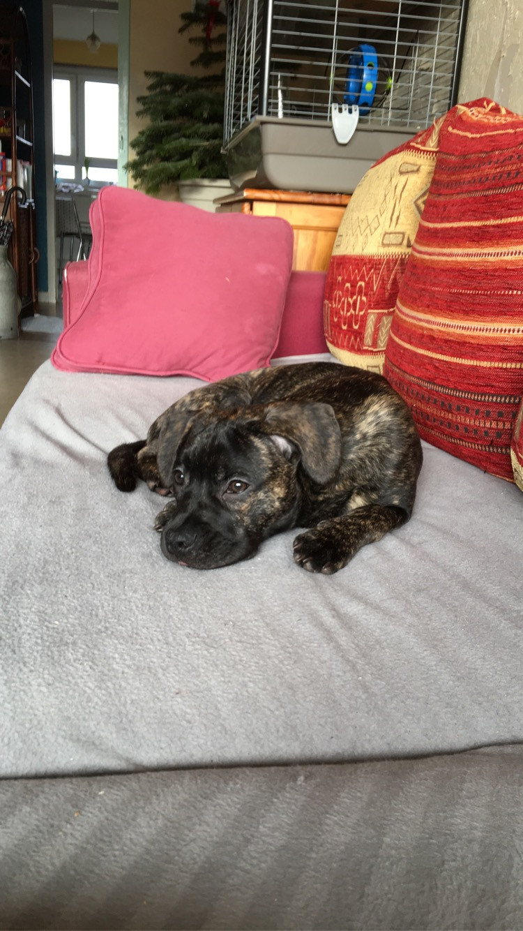 image_Cherche dogsitter