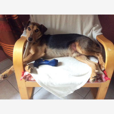 image_Recherche personne pour garde de mon chien