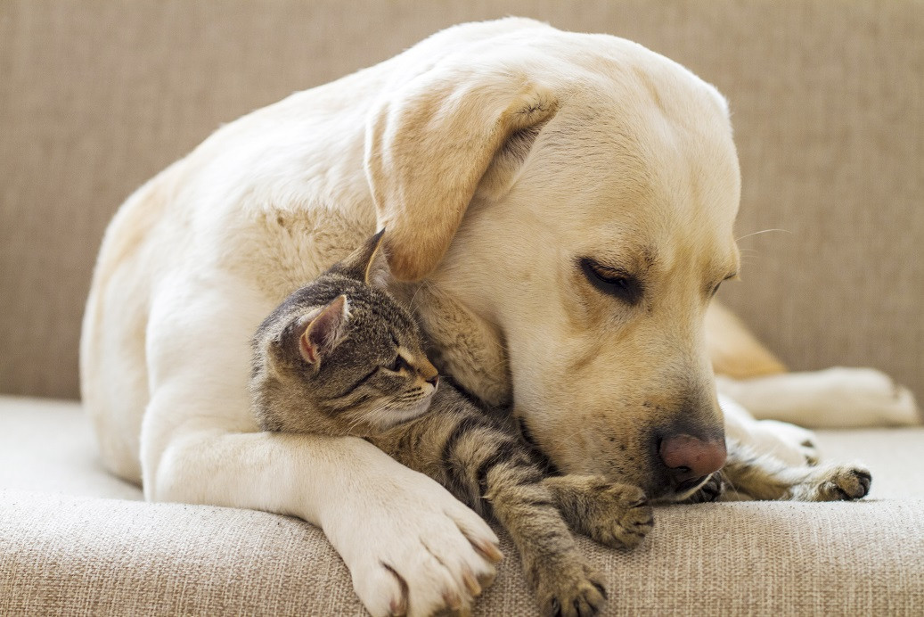image_Nounou pour vos animaux