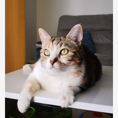 image_Recherche un foyer pour mon chat Paillette pour les vacances d'été (3 semaines)