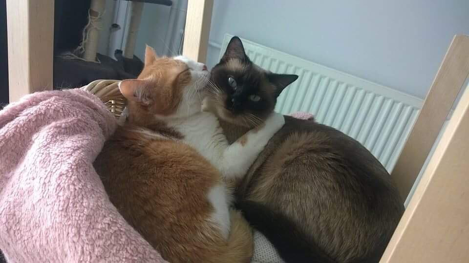 image_Recherche cat sitter début août