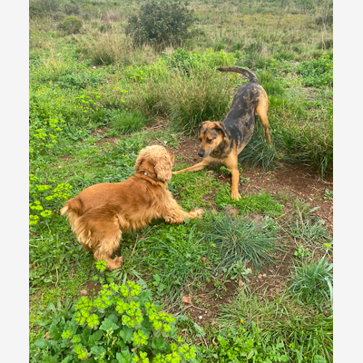 image_Garde animaux