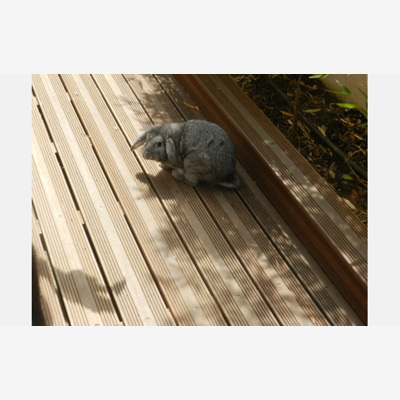 image_Garde d'animaux