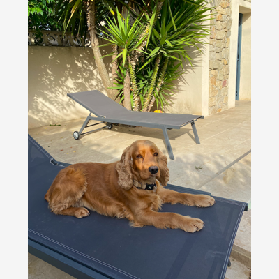 image_Garde d'animaux