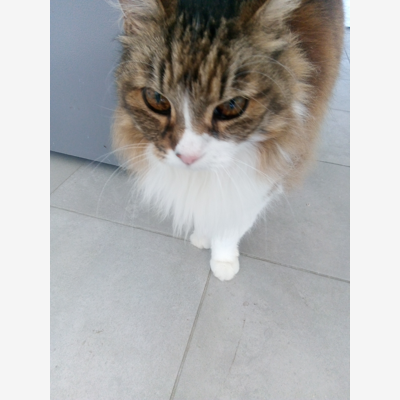 image_Cat Sitter /Pet Sitter visite à domicile et garde a mon domicile