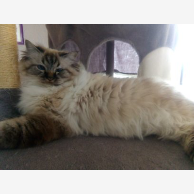 image_garde chat chien nac