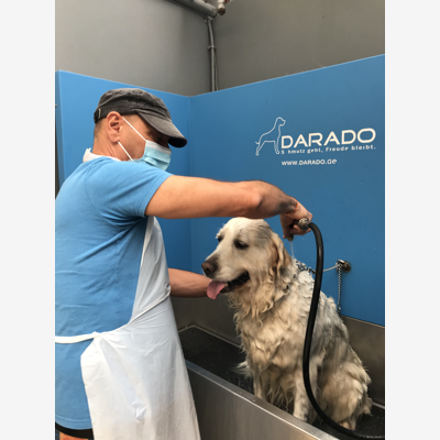 image_Cherche personne pour garder mon chien