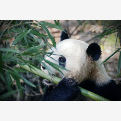image_Cours de chinois, prof natif, prise en charge 100% CPF
