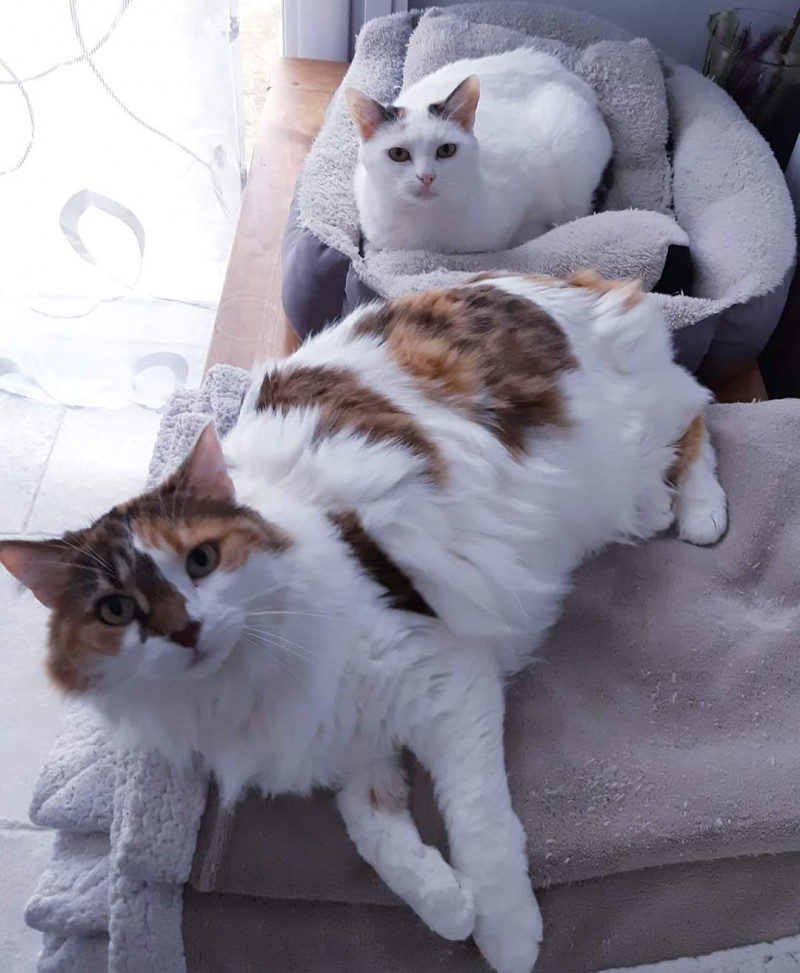 image_Recherche garde d'animaux pour 2 chats