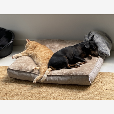image_Garde chien & chat à notre domicile