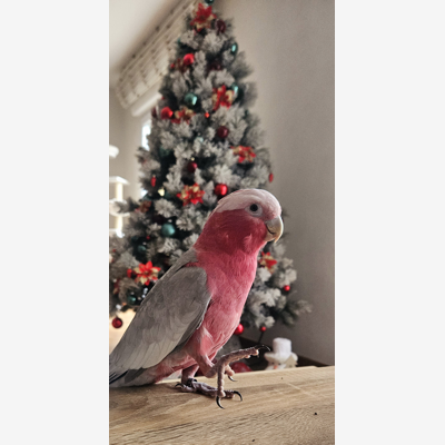 image_Garde animaux