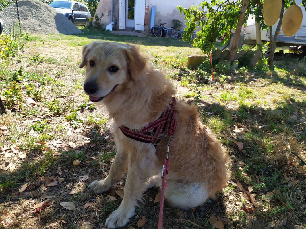 image_Garder mon chien