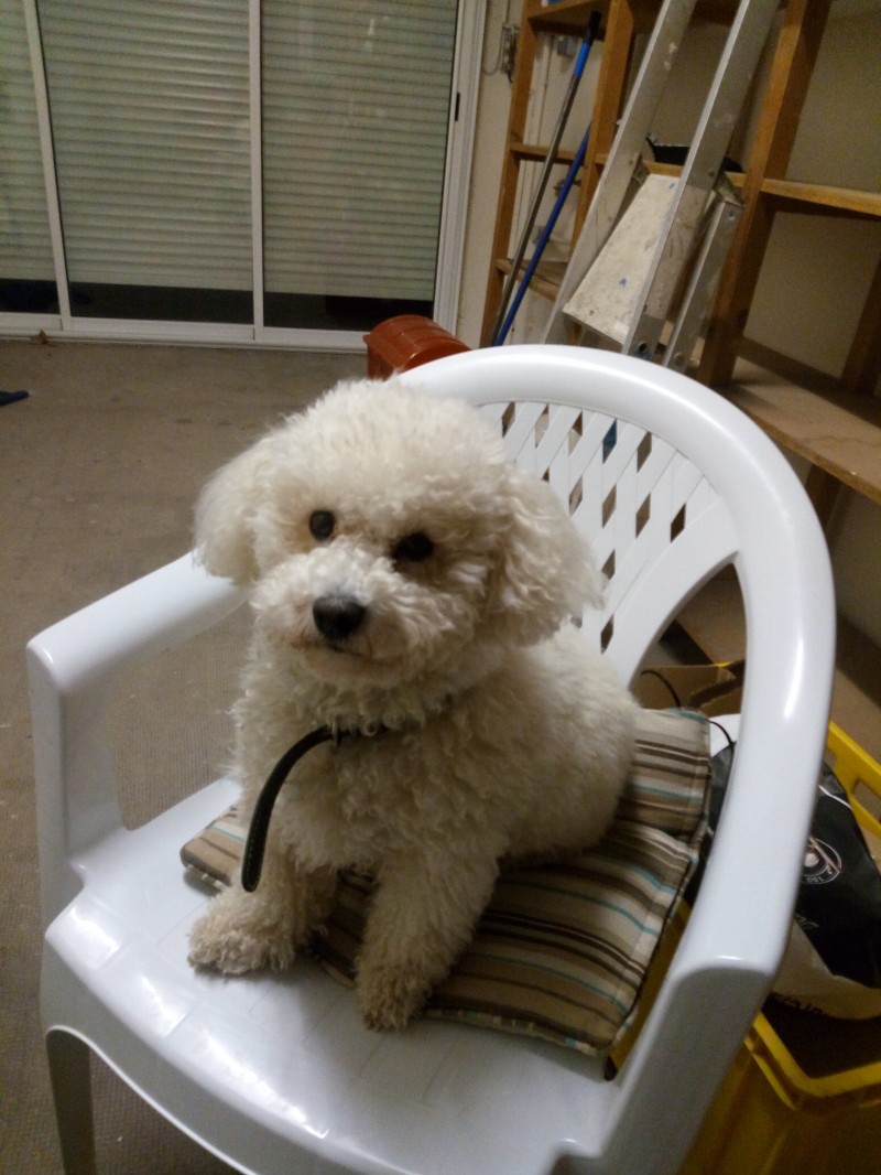 image_garde animal