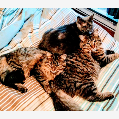 image_Garde chats/chiens