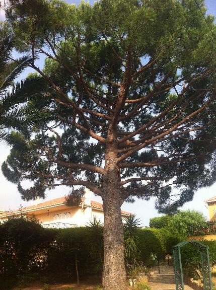 image_Elagage
