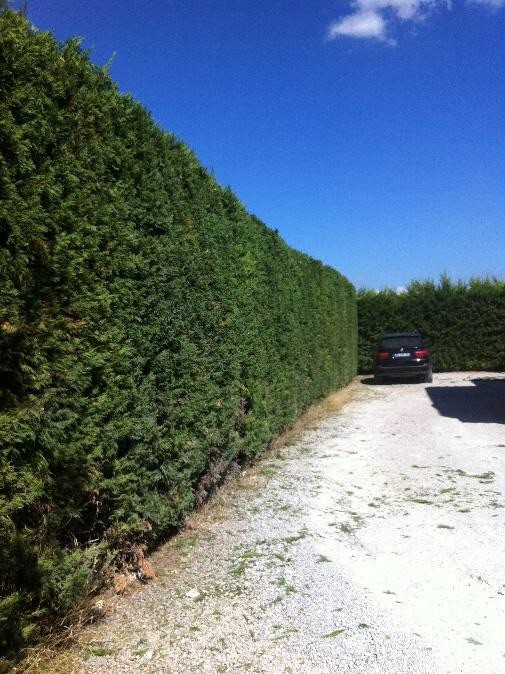 image_Tout entretien et creation jardins