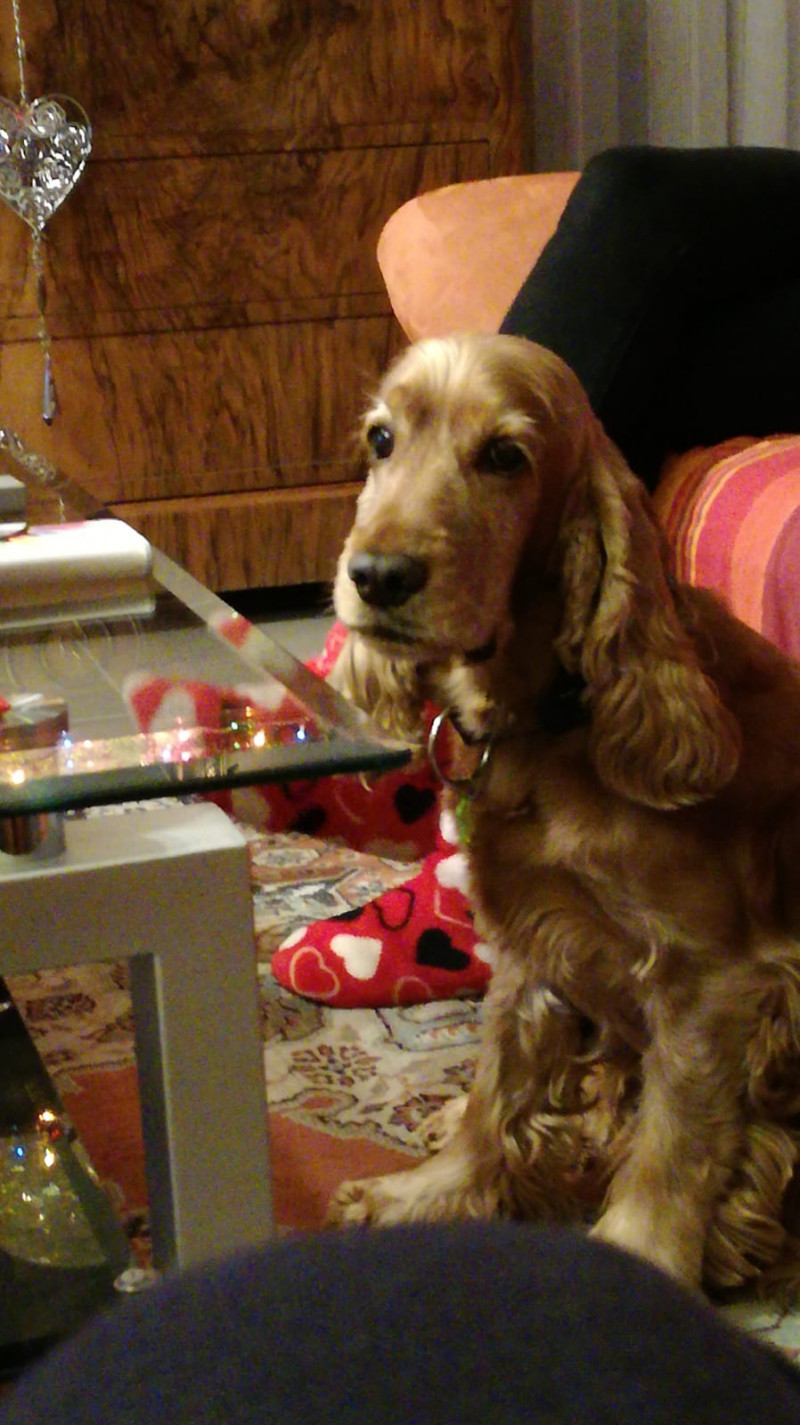 image_GARDE DE MON CHIEN