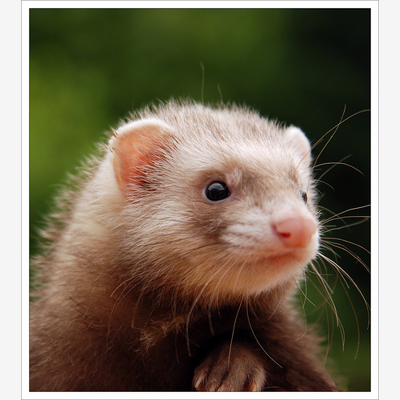 image_Propose: Garde furet