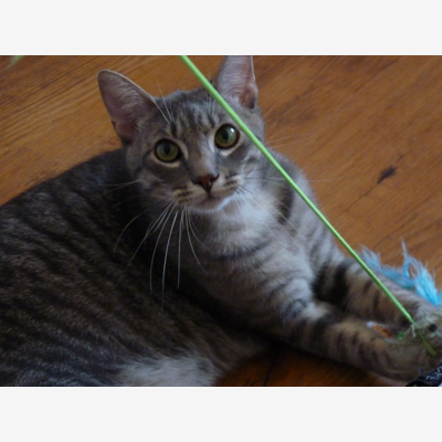 image_Garde de votre chat chez moi