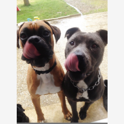 image_Service Pet-Sitter