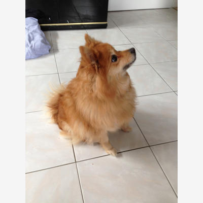 image_Garde de chien