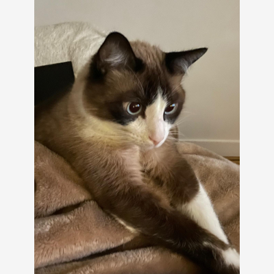 image_Cherche Garde pour chat durant les Grandes Vacances