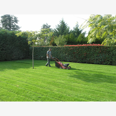 image_Tonte de pelouse entretiens jardin