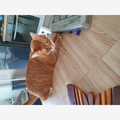 image_Garde chat 🐱 à mon domicile
