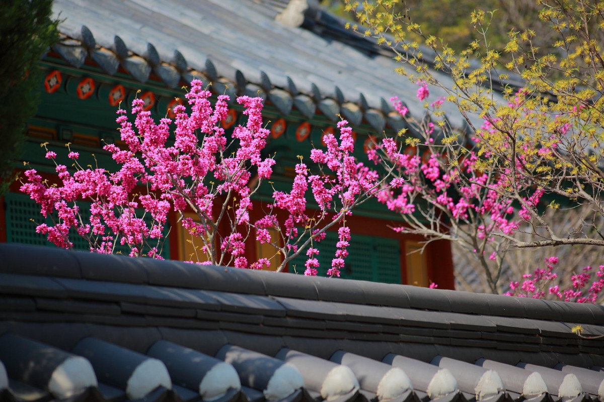 image_Cours de japonais et de coréen