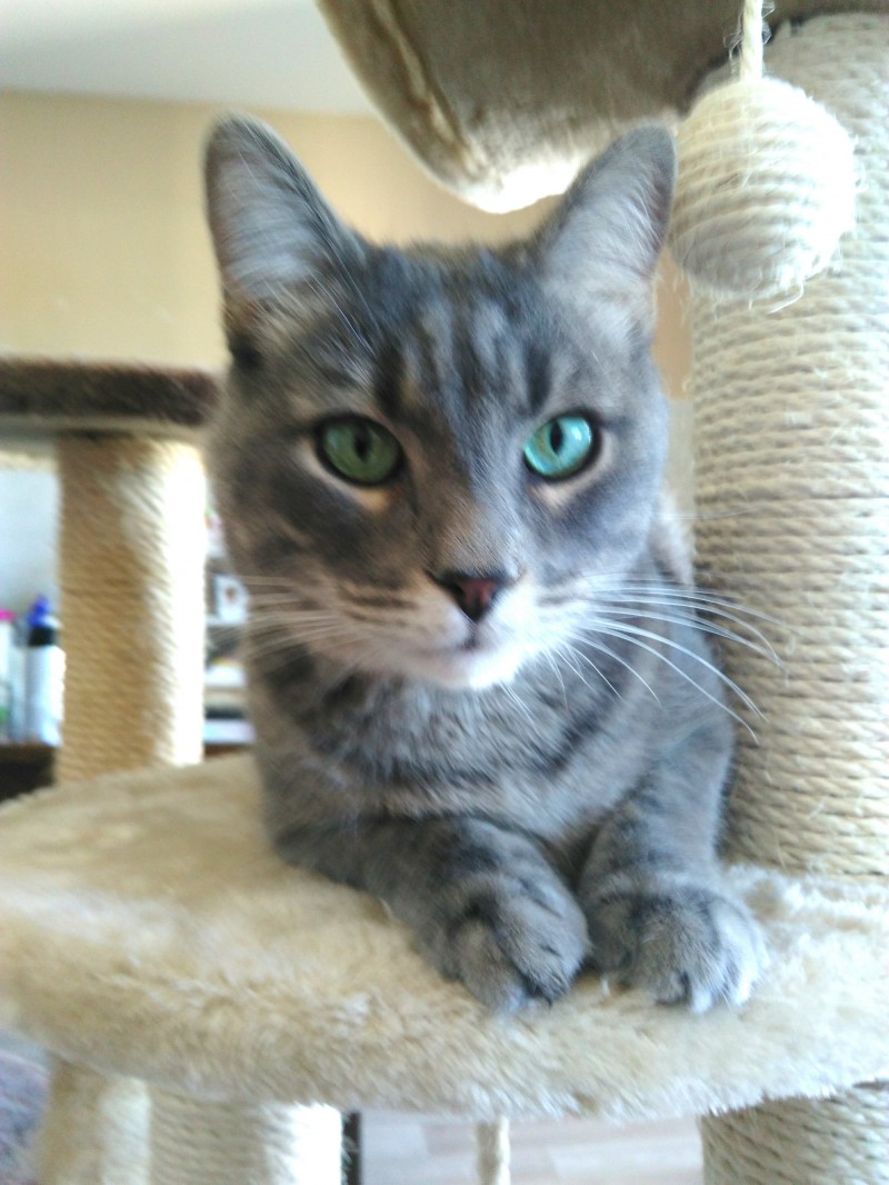 image_GARDE D ANIMAUX