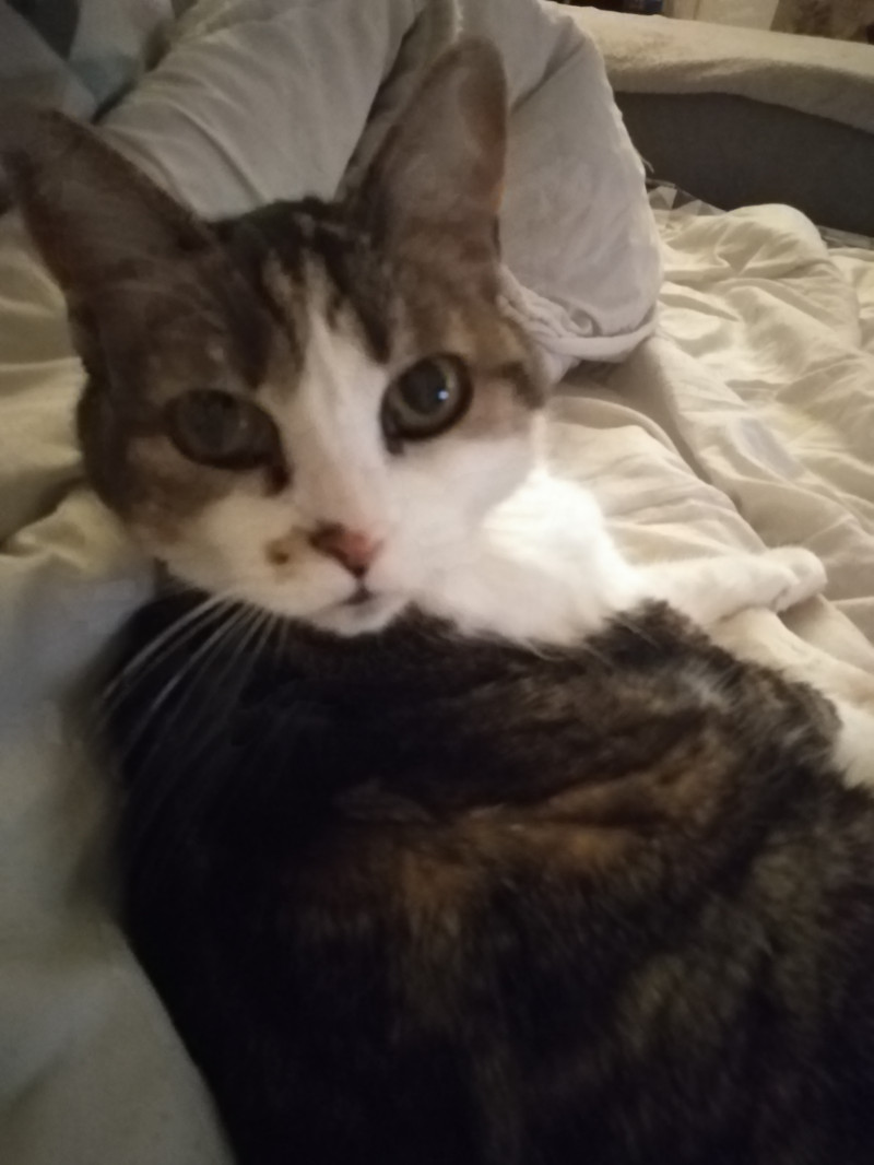image_Recherche garde chat