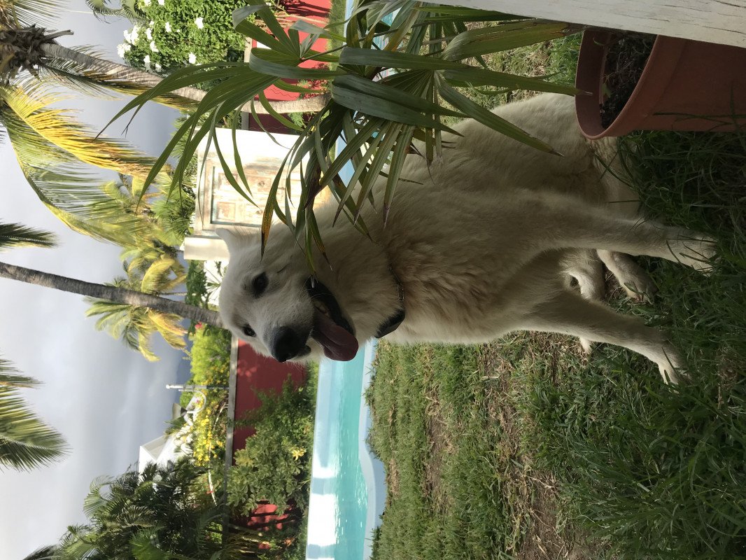 image_URGENT - cherche garde pour Mambo - Berger blanc suisse