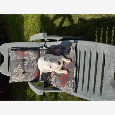 image_Garde de chiens sur leers
