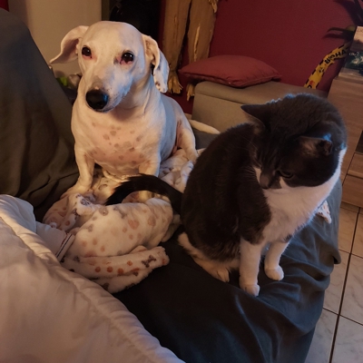 image_Dogsitter